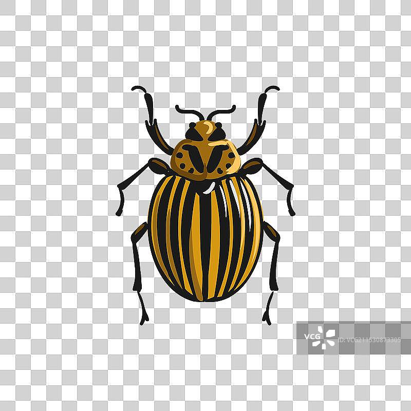 画科罗拉多甲虫图片素材