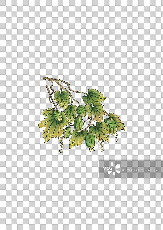 水彩 手绘 王瓜图片素材