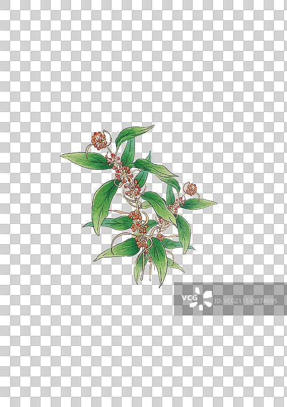 手绘 水彩 中药 土茯苓图片素材