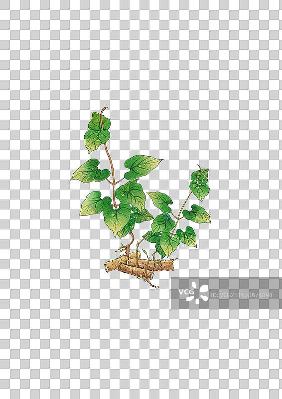 手绘  水彩 山药图片素材