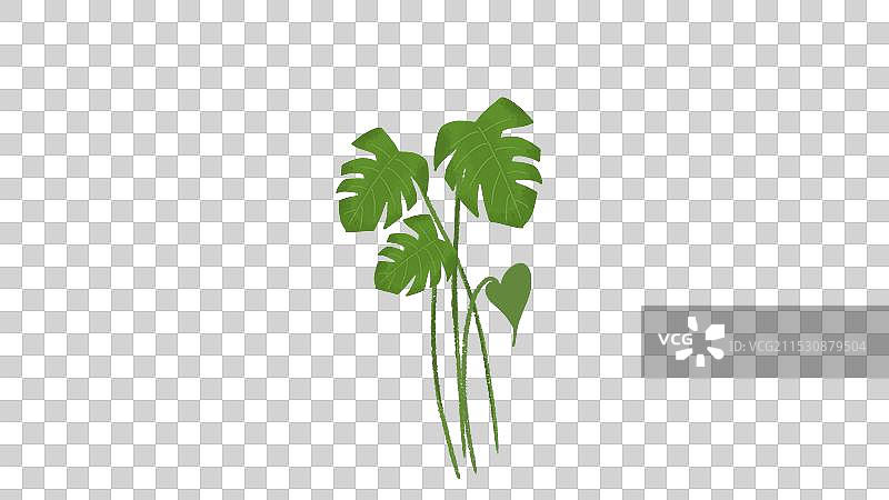 卡通类植物类三枝龟背竹图片素材