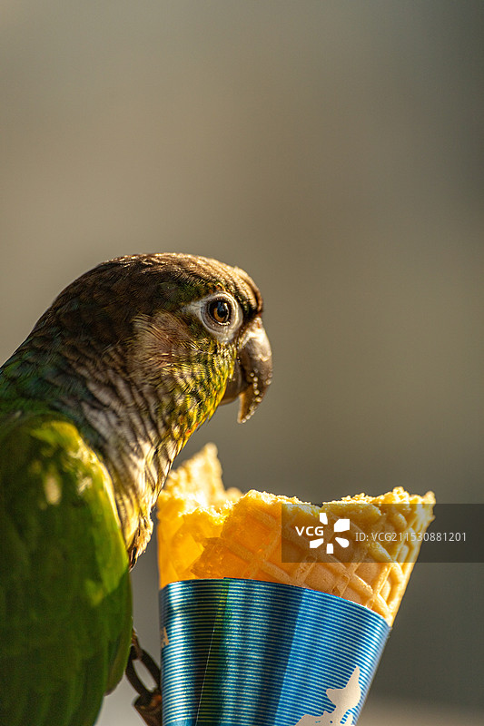 鸟吃东西特写镜头图片素材