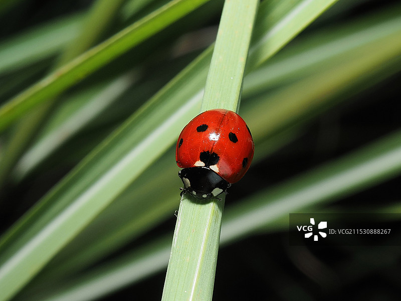 七星瓢虫图片素材