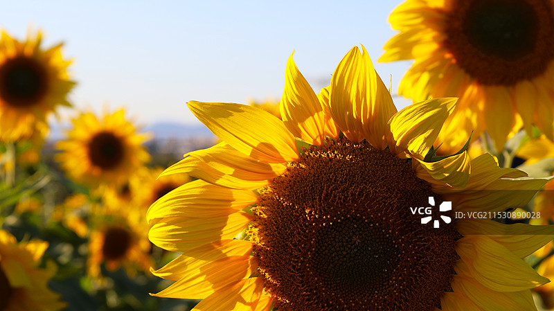 向日葵图片素材