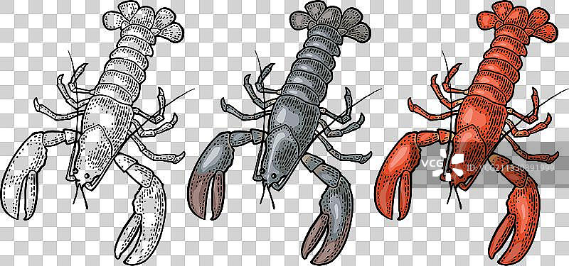 孤立在白色背景上的龙虾图片素材