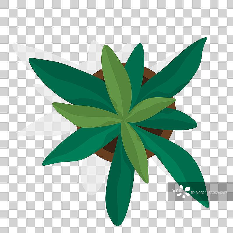 花盆里的室内植物为家居增添了一抹绿意图片素材