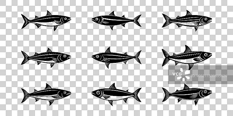 沙丁鱼轮廓集图片素材
