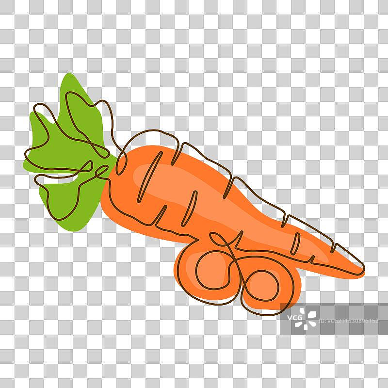 健康食品成分：胡萝卜蔬菜排列整齐图片素材