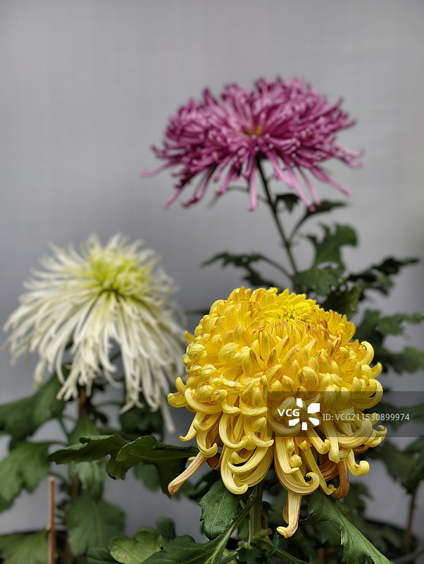 秋菊展图片素材