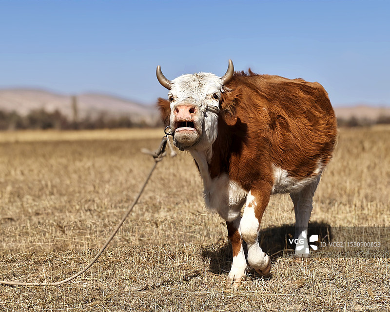 蓝天下绿色草地上健康的肉牛图片素材