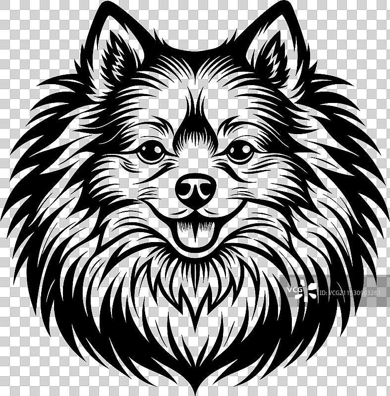 孤立在白色背景上的博美犬肖像图片素材