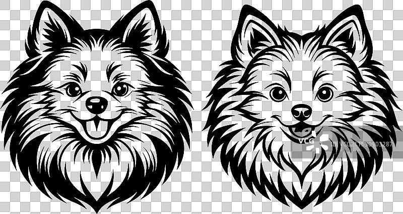 孤立在白色背景上的博美犬肖像图片素材