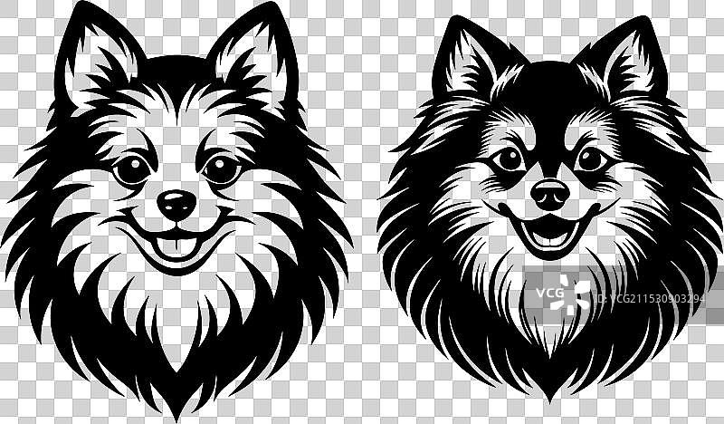 孤立在白色背景上的博美犬肖像图片素材