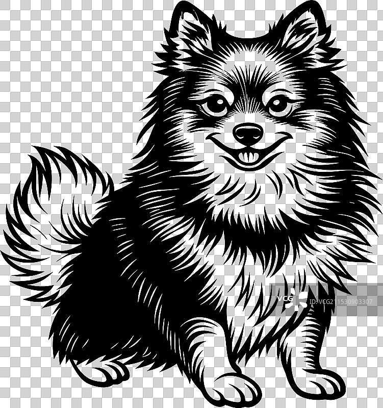 孤立在白色背景上的博美犬肖像图片素材