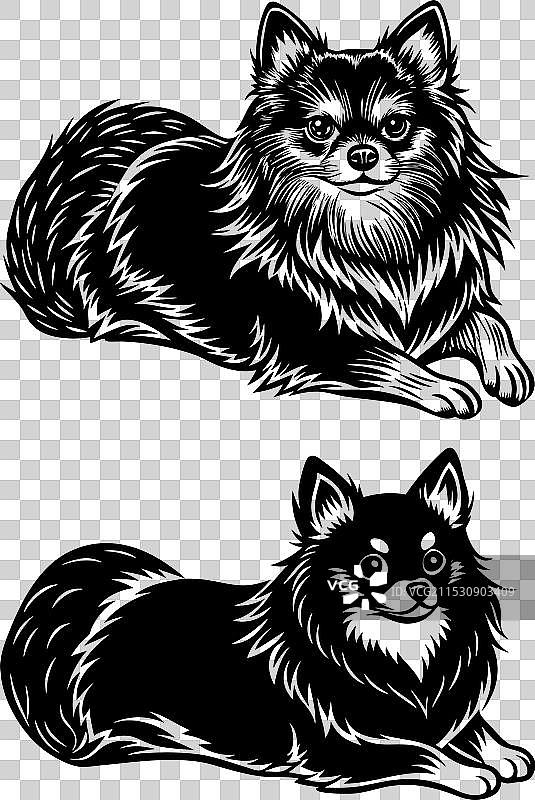 孤立在白色背景上的博美犬肖像图片素材