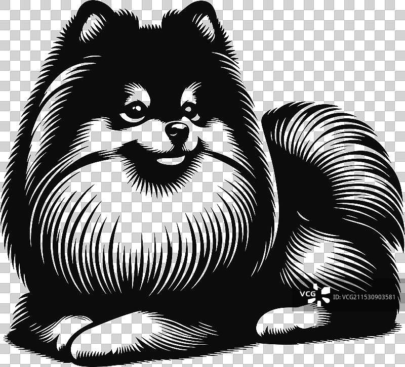 孤立在白色背景上的博美犬肖像图片素材