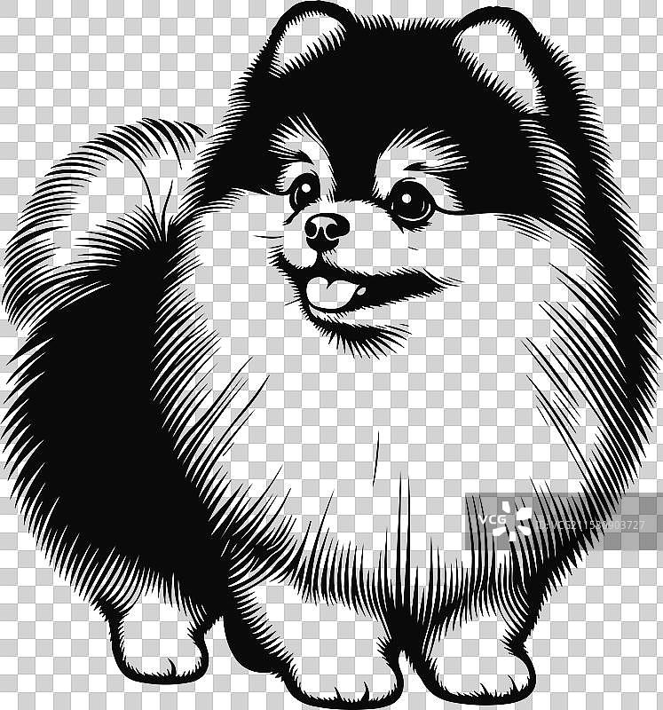 孤立在白色背景上的博美犬肖像图片素材