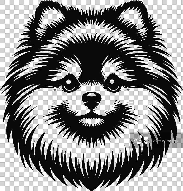 孤立在白色背景上的博美犬肖像图片素材