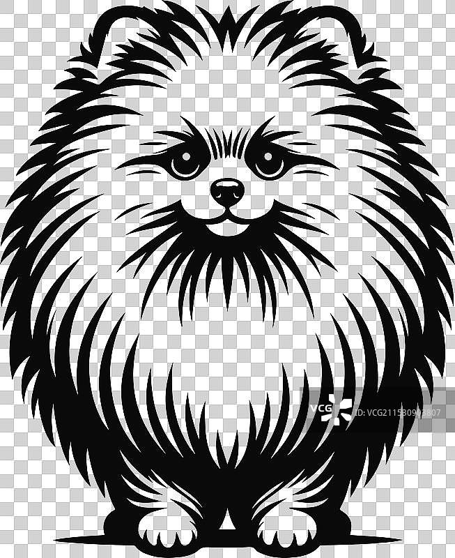 孤立在白色背景上的博美犬肖像图片素材