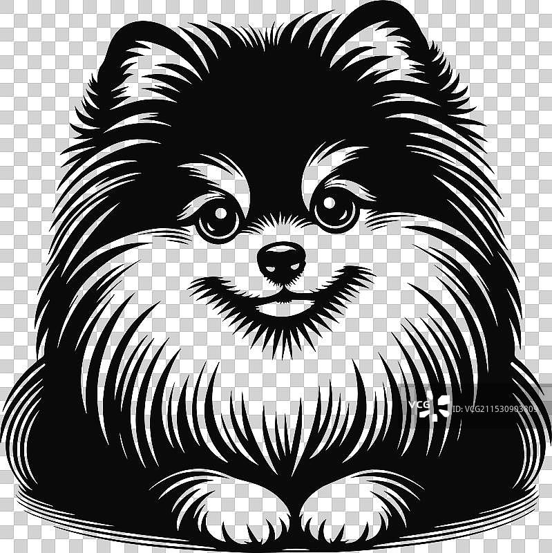 孤立在白色背景上的博美犬肖像图片素材