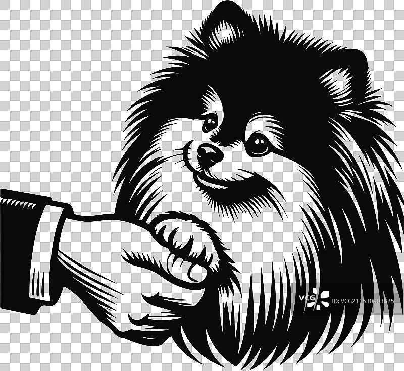 孤立在白色背景上的博美犬肖像图片素材