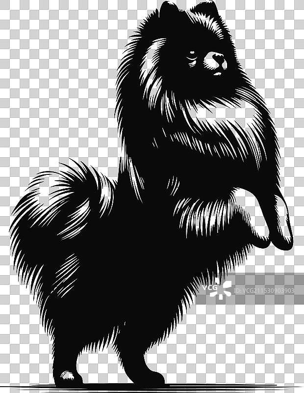 孤立在白色背景上的博美犬肖像图片素材