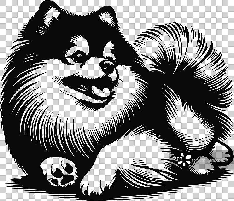 孤立在白色背景上的博美犬肖像图片素材