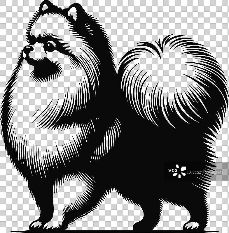 孤立在白色背景上的博美犬肖像图片素材