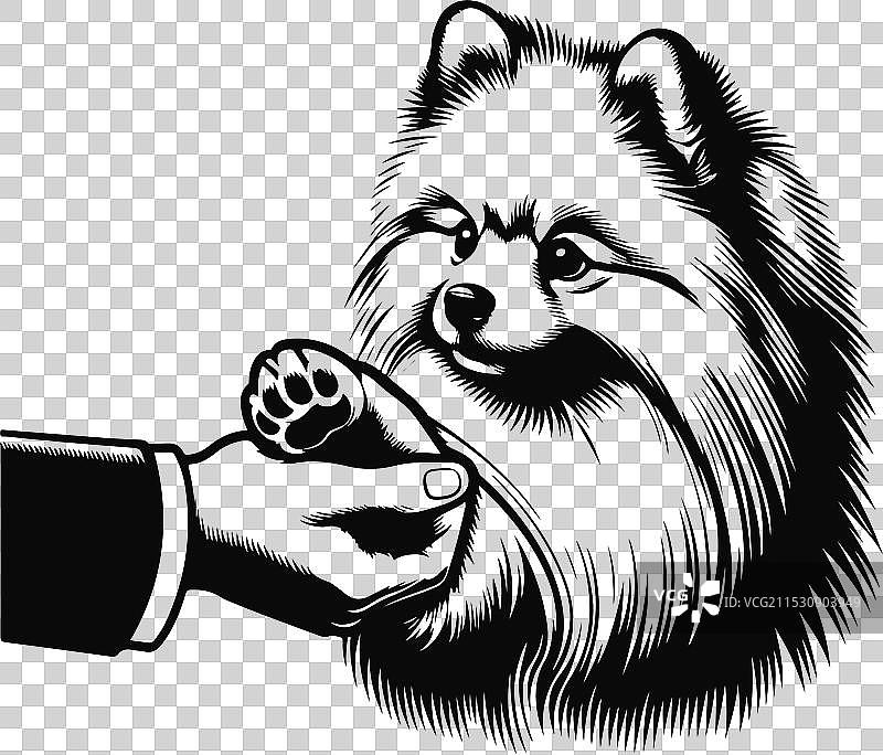 孤立在白色背景上的博美犬肖像图片素材