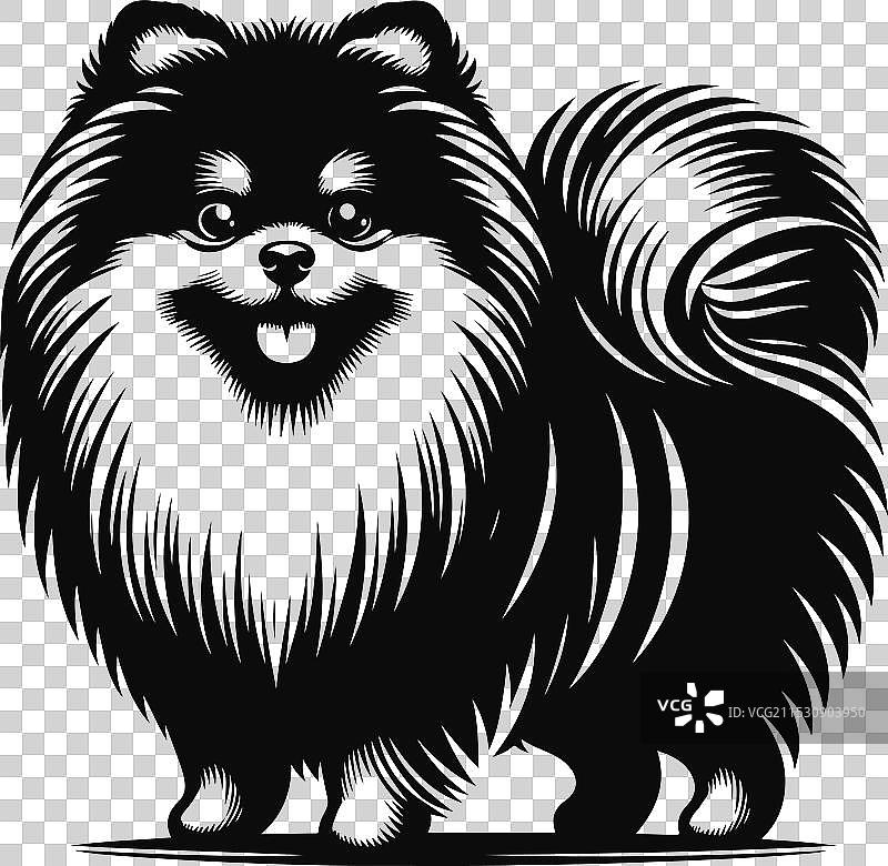 孤立在白色背景上的博美犬肖像图片素材