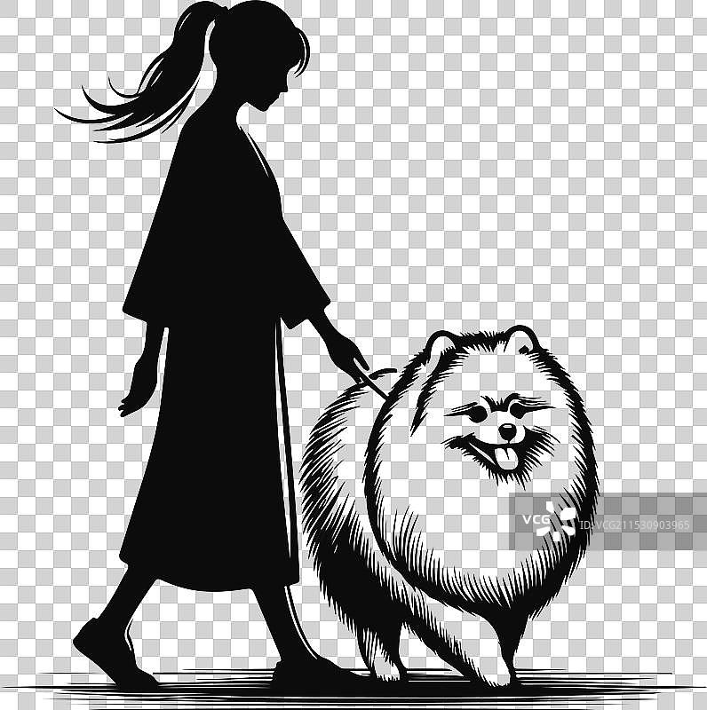 孤立在白色背景上的博美犬肖像图片素材