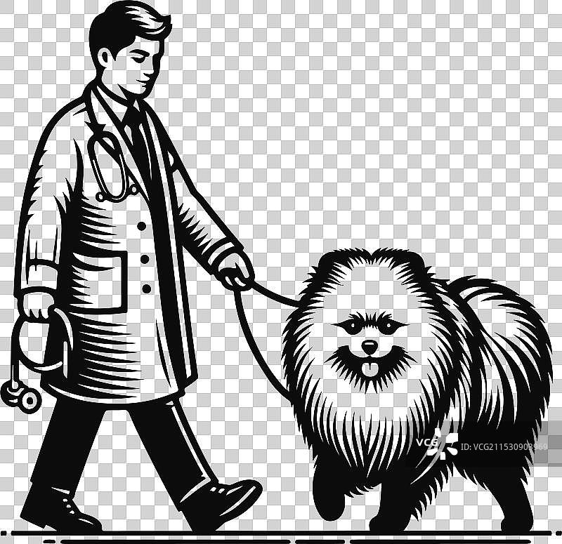 孤立在白色背景上的博美犬肖像图片素材