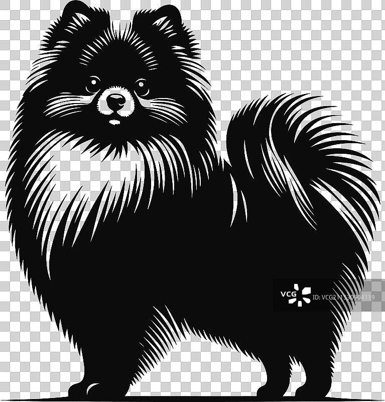 孤立在白色背景上的博美犬肖像图片素材