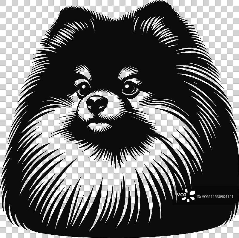 孤立在白色背景上的博美犬肖像图片素材