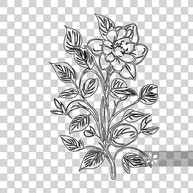 黑心兰花植物素描轮廓图片素材