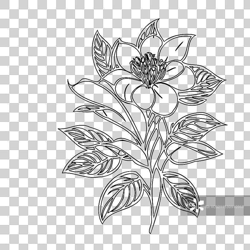 黑心兰花植物素描轮廓图片素材