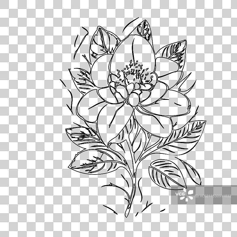 黑心兰花植物素描轮廓图片素材