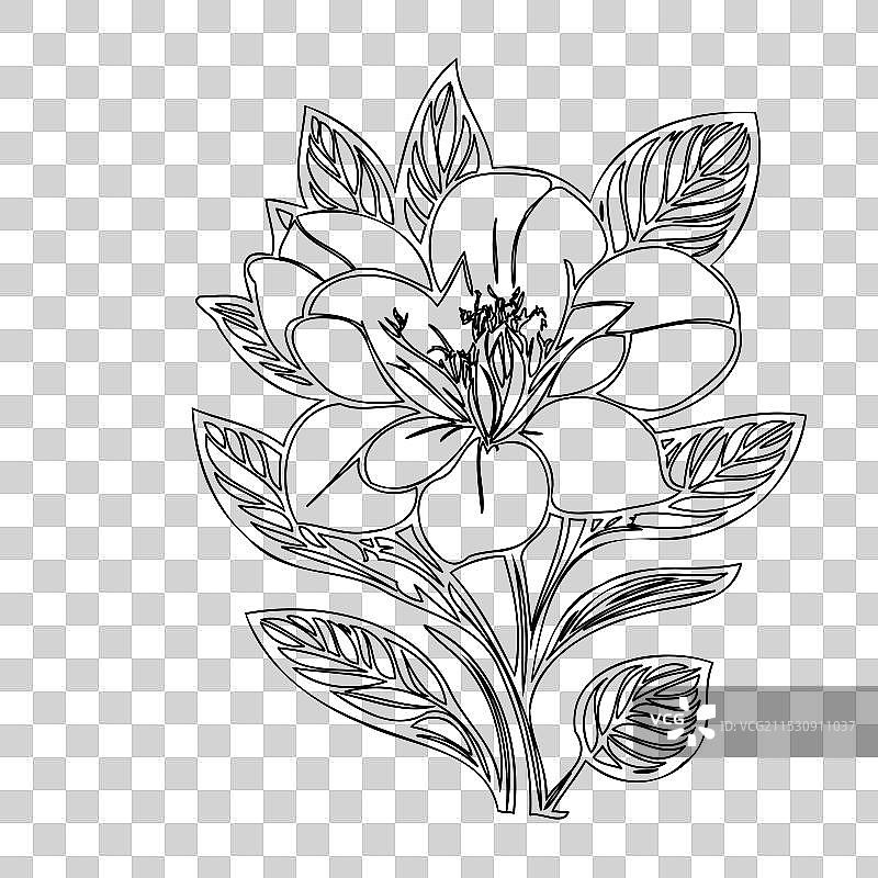 黑心兰花植物素描轮廓图片素材