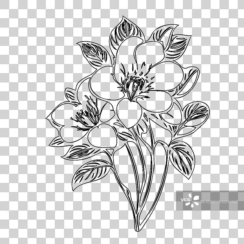 黑心兰花植物素描轮廓图片素材