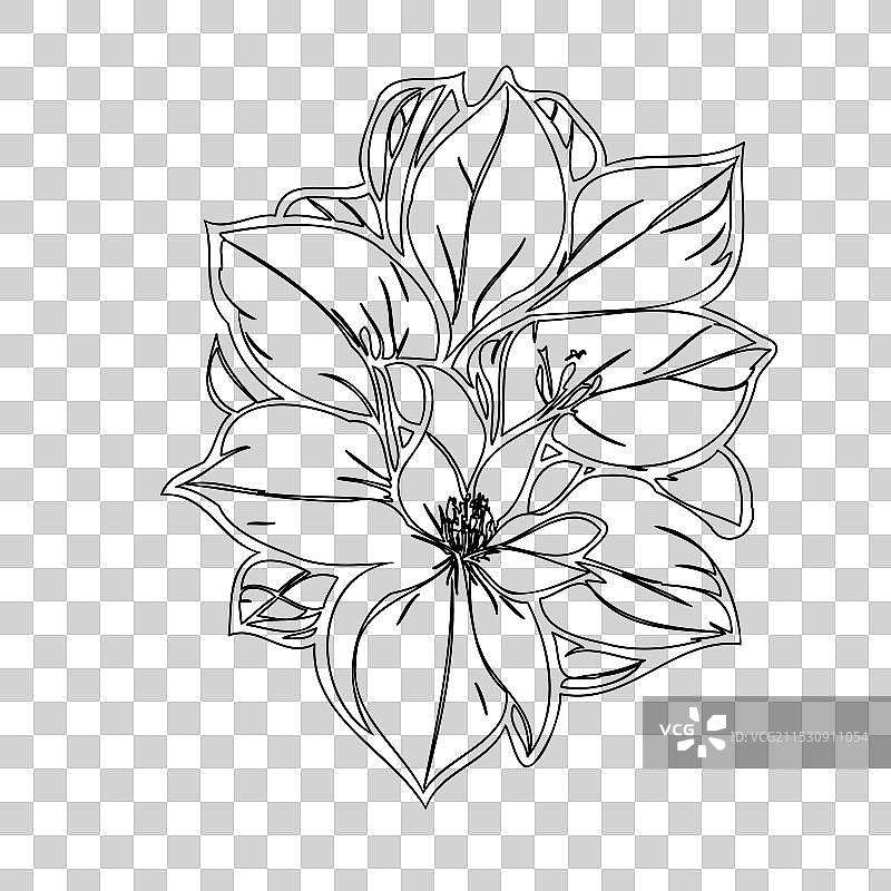 黑心兰花植物素描轮廓图片素材