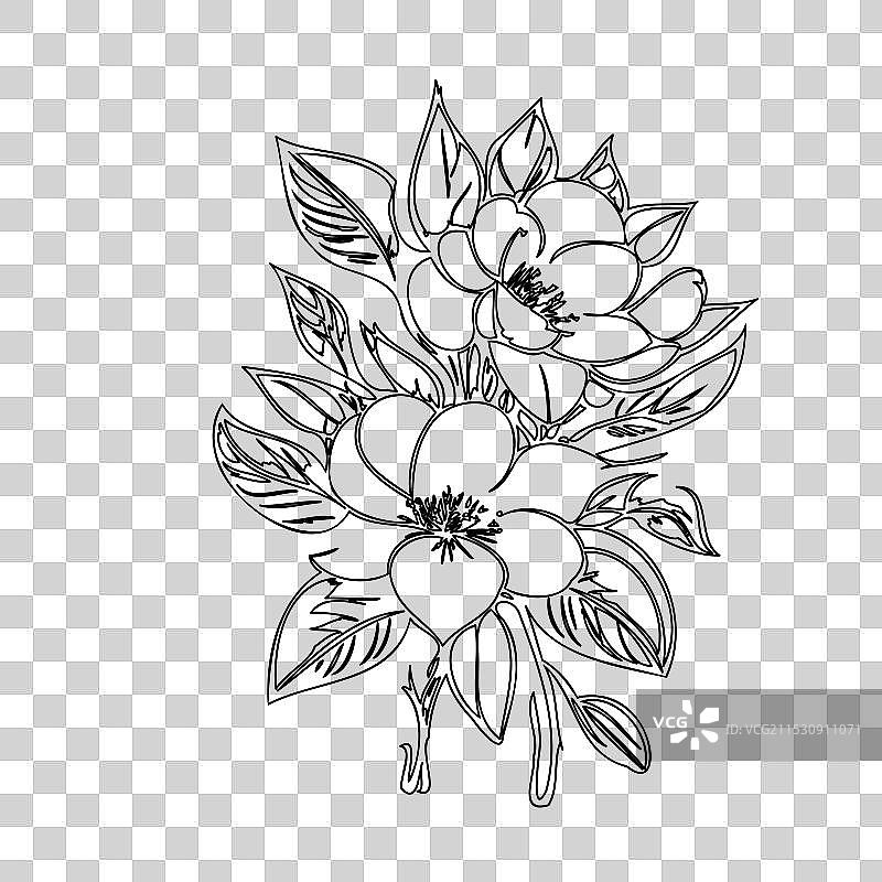 黑心兰花植物素描轮廓图片素材
