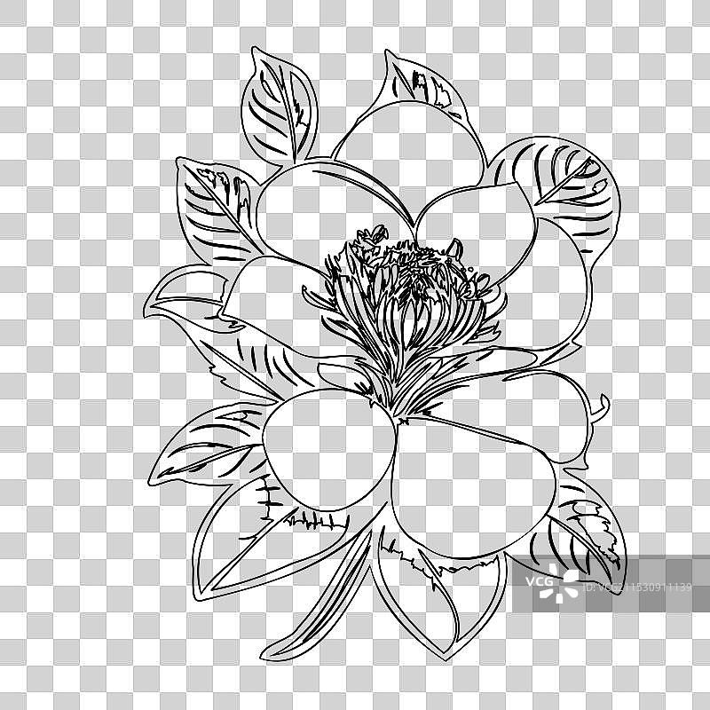 黑心兰花植物素描轮廓图片素材