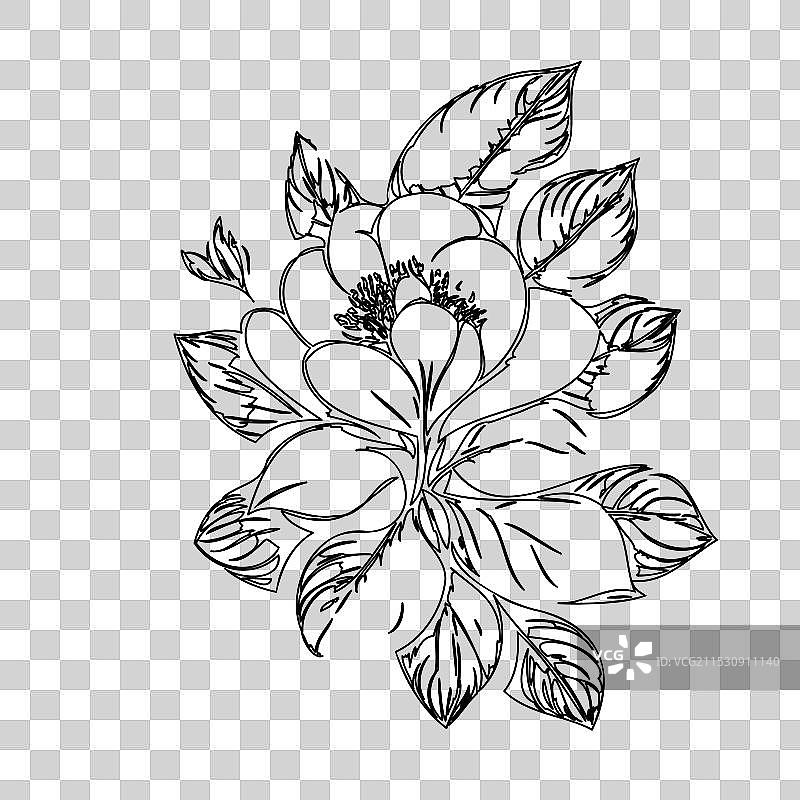 黑心兰花植物素描轮廓图片素材