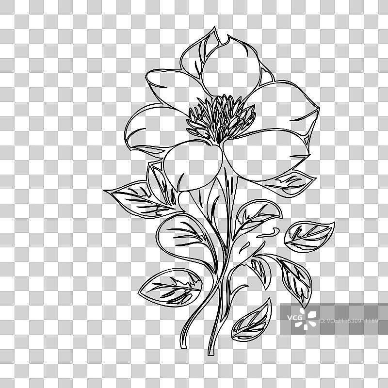 黑心兰花植物素描轮廓图片素材