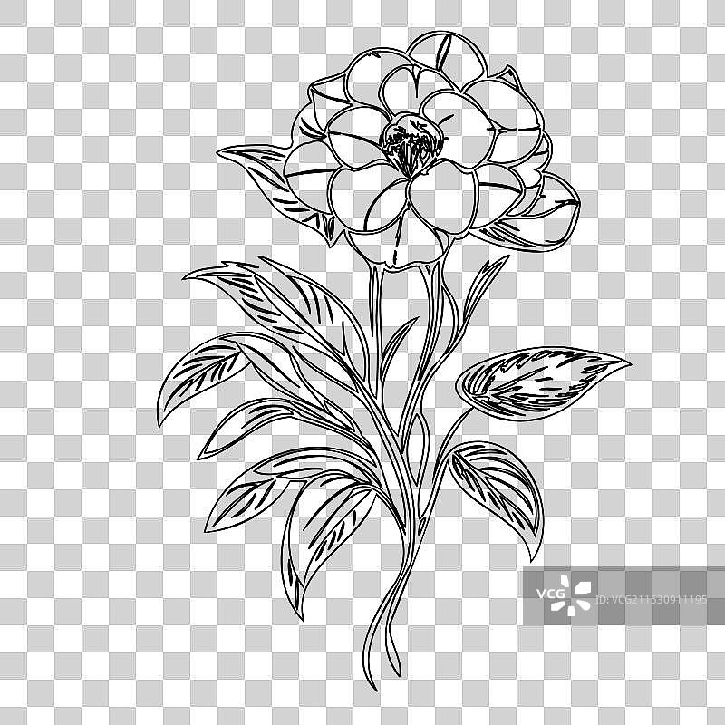 黑心兰花植物素描轮廓图片素材