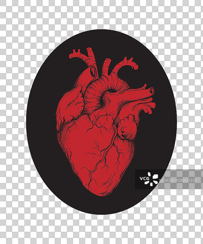 解剖学上准确的人类心脏手绘线条图图片素材