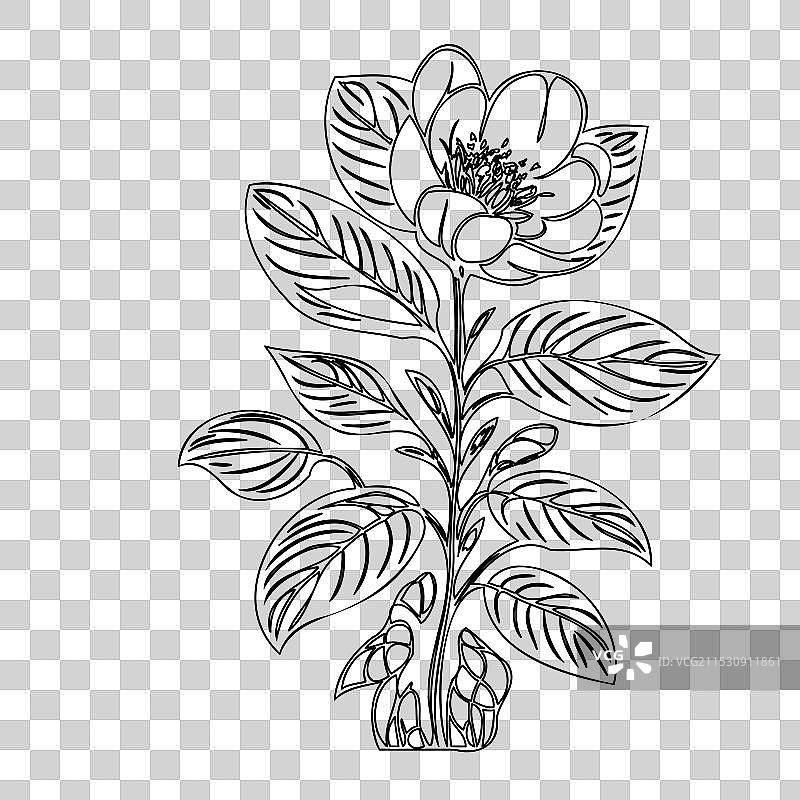黑心兰花植物素描轮廓图片素材
