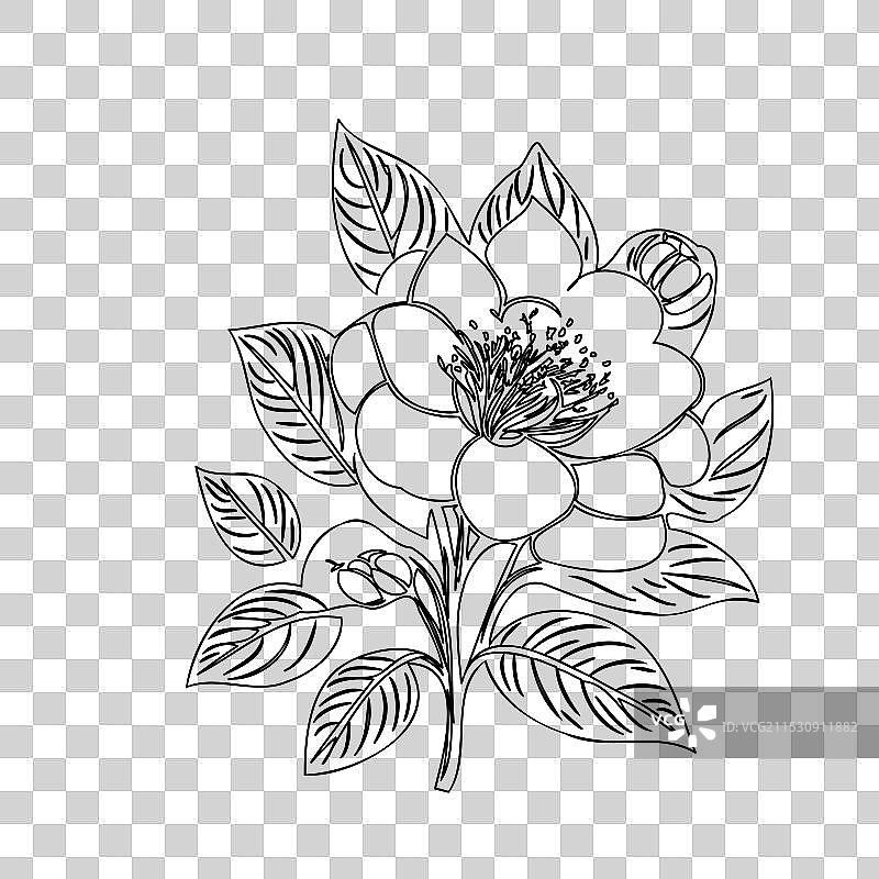 黑心兰花植物素描轮廓图片素材