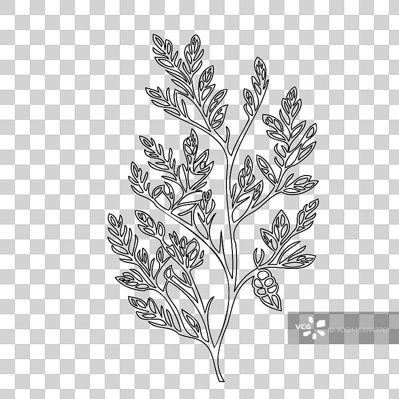 紫藤花植物素描轮廓图片素材