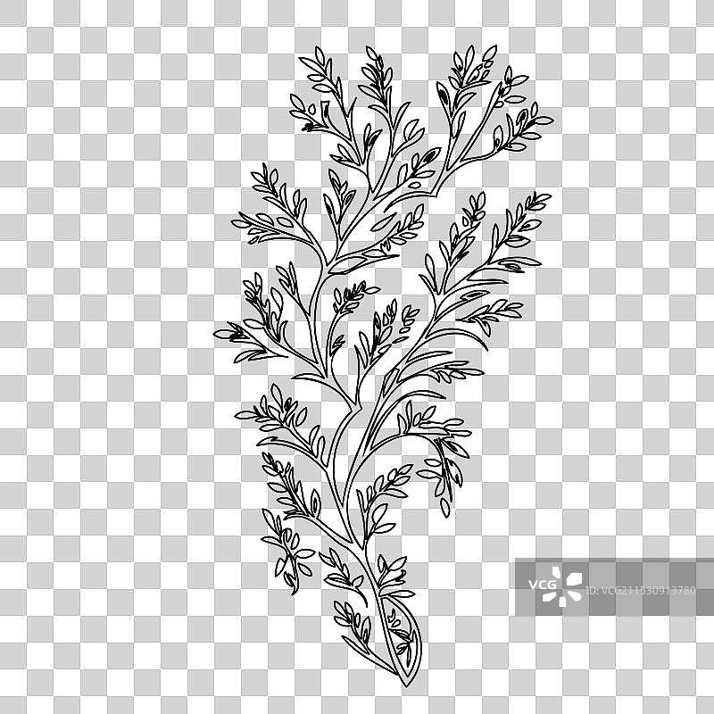 紫藤花植物素描轮廓图片素材